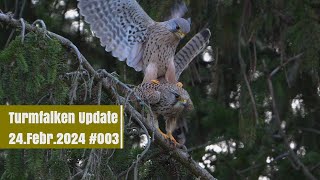 003  Turmfalken Update  24 Februar 2024  Falco tinnunculus  Paarungen ohne Ende [upl. by Aiclid]