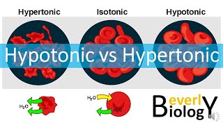 Hypotonic vs Hypertonic Solutions [upl. by Gninnahc]