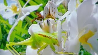 Eaten Alive  Cricket vs Mantis  Wildlife On One  BBC Earth [upl. by Ahouh]