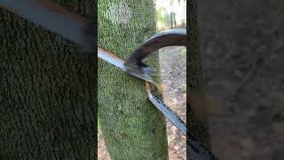 Rubber plant🌳 rubberfarming satisfying woodworking rubberwood rubber rubbertapping saprubber [upl. by Bevus]