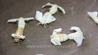 How silk is made  Bombyx Mori Silk worm farming in Mizoram India [upl. by Selij393]