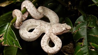 Eyelash pit viper white morph Bothriechis schlegelii [upl. by Aicelf754]