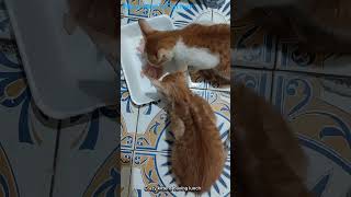 Crazy kittens having lunch [upl. by Fidel]