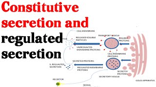 Constitutive secretion and regulated secretion  protein secretion pathway [upl. by Jezreel]