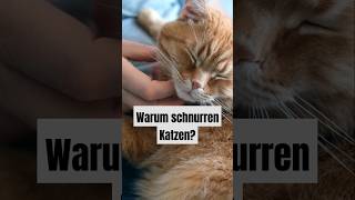 Warum schnurren Katzen katzen schnurren tiere [upl. by Atterahs102]