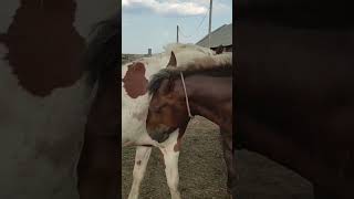 Stallion goes to meet the mares । Beautiful Horses [upl. by Carey936]