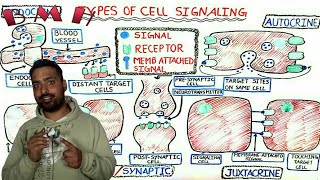 Autocrine Paracrine And Endocrine signaling  Types Of Cell Signaling [upl. by Gorrono]