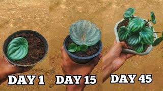 How to grow watermelon peperomia from a single leafpeperomia argyreia [upl. by Theis402]