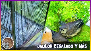 JAULÓN de vuelo REGALADO Y 🦜 [upl. by Katerine]