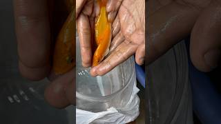 Bottal k andr se machliya nikal di aquarium petfish petsvlog aquascape pets goldfish [upl. by Bast]