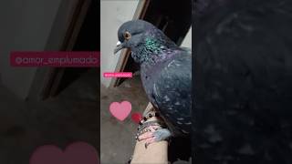 Tomi se cae de mi cabeza☝️😉 paloma pigeon pigeonlover palomasmensajeras birds petbirds [upl. by Harvison15]