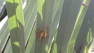 Baby assassin bugs hatching [upl. by Ayalahs]