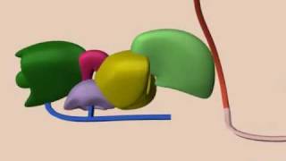 mRNA Splicing [upl. by Naj397]