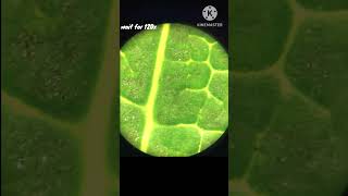 Besic under micro microscope science shortvideo [upl. by Yuille]