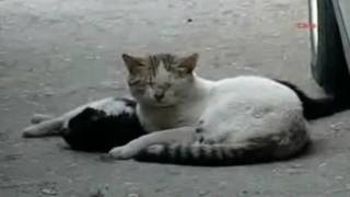 Cat gives cardiac massage With Kettering [upl. by Ileana168]