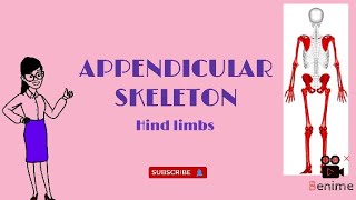 APPENDICULAR SKELETON 🦴🐾 pt2 [upl. by Amalle]