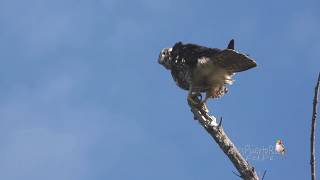 HALCÓN PEREGRINO Falco peregrinus Peregrine falcon Especie MIGRATORIA [upl. by Htnicayh958]