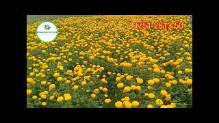 marigold cultivation for ayudha poojai festival [upl. by Echikson807]