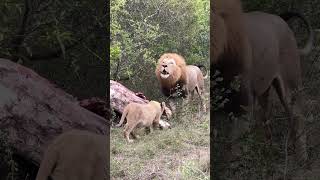 Male lions will share with their cubs but the females get none 😳 safari southafrica lion lions [upl. by Graniela]