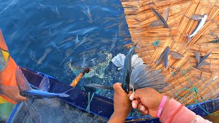 Como pescar al PEZ VOLADOR para la pesca de DORADOS Pericos en AltaMar [upl. by Apurk]