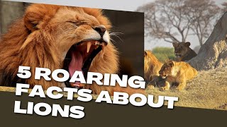 5 Roaring Facts About Lions You Didnt Know animals lions facts [upl. by Krahmer244]