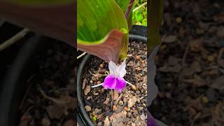 Unusual plant Kaempferia rotunda in flower [upl. by Helali]