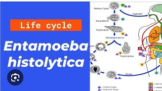 Entamoeba histolytica life cycle in just 20 minutes [upl. by Allen]