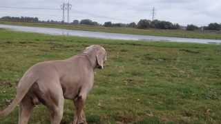 Weimaraner sneak attack [upl. by Brunhilde723]