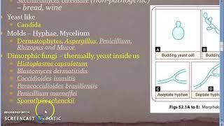 Microbiology 577 b Fungal Diseases Mycosis Superficial Sub cutaneous Systemic Opportunistic [upl. by Thorstein]