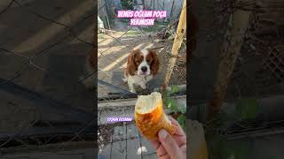 Venüs🐶Oğlum😋Poça Yermisin viralvideo dog shorts dogs funny doglover dogshorts video cute [upl. by Eirellam]