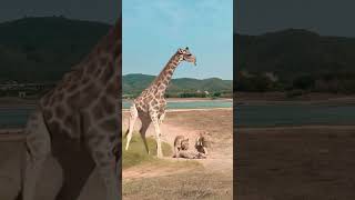 Lion vs Giraffe Wild Animals Closeup Giraffe Animal Combat Power Competition [upl. by Enila]