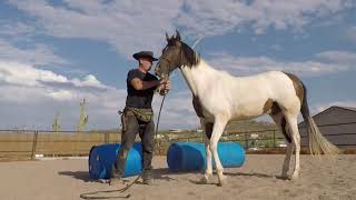 Colt starting basic ground work [upl. by Elodia207]