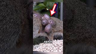 Saving squirrel from botfly infestation 😱 shorts botfly [upl. by Mchale]