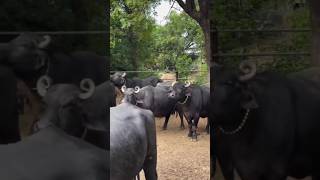 Big dairy farm in India😍  Business  shortvideo cow buffalow dairyfarm buffalo shorts short [upl. by Tompkins624]