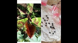 Musa Sikkimensis Red Tiger Seed Propagation [upl. by Gabey473]