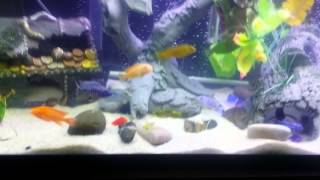 African Cichlids tank 60 gallon [upl. by Novia]