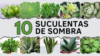 10 Suculentas de SOMBRA ⛅ [upl. by Melissa72]