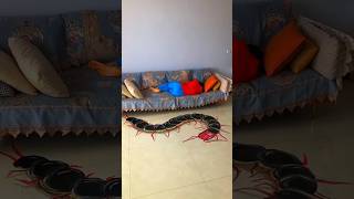 Centipede painting  New Viral Gadgets Smart Appliances Kitchen Utensils Home Inventions shorts [upl. by Radcliffe]