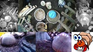 Time Lapse of Hermit Crab Live Stream October 29th  October 30th 2024 30x [upl. by Shanie]