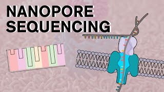 Nanopore Sequencing [upl. by Harak]