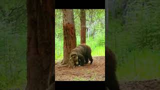 Nature wildlife video wild animals video [upl. by Alita75]