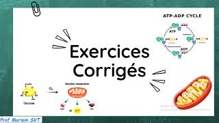 Exercices ATP amp MUSCLE Partie 7 🔥🔥 2bac SVT  2 bac PC [upl. by Lemaj]