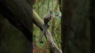 Lyrebird  Lyrebird Voice  youtubeshorts shorts viralvideo [upl. by Eirrab]