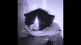 cat brainrot edit donpollo cat goofyahhedit [upl. by Eeramit]