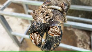 CutTrim and Cleaning  The Shocking Truth About Trimming Injured Hooves in Cows [upl. by Nomor]