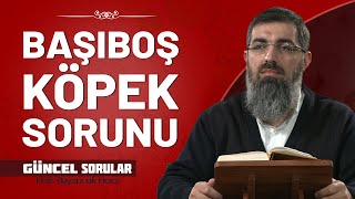 Başıboş Sokak Köpekleri ile Alakalı Çözüm Nedir  Halis Bayancuk Hoca [upl. by Arekahs]