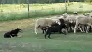 kelpie puppy Florida herding [upl. by Tish419]