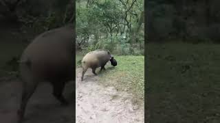 Wild pig on the go viralvideos credittotherightfulowner cttovideo shorts [upl. by Ikkin]