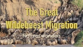 Natures Wonders  The Great Wildebeest Migration [upl. by Aneleh292]