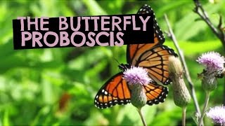 The Butterfly Proboscis [upl. by Emerson961]